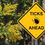 First Case of Devastating Tick-borne Illness Found in Connecticut