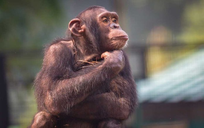 Chimpanzee Escapes From Zoo in Ukraine