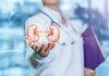 Person holding digital kidney illustration in hand