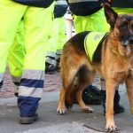 Service dog in vest among workers in high vis gear