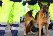 Service dog in vest among workers in high vis gear