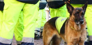 Service dog in vest among workers in high vis gear