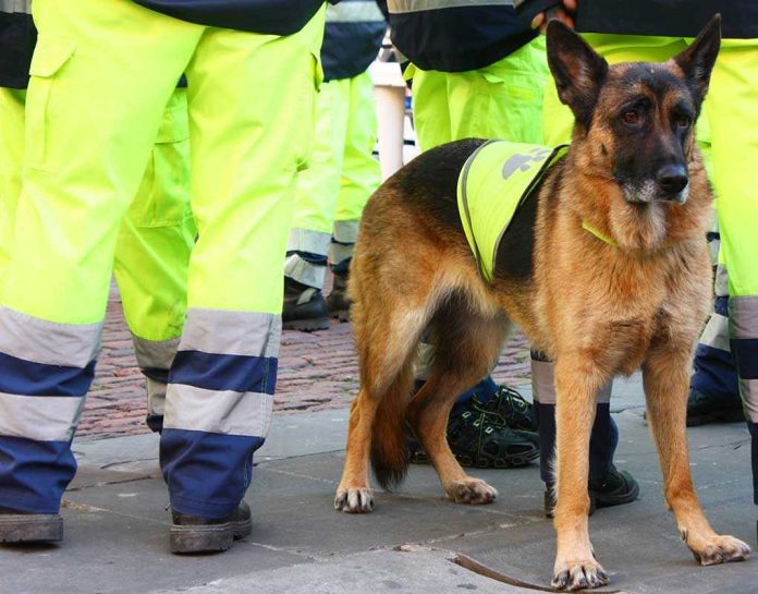 63372523 Service dog in vest among workers in high vis gear