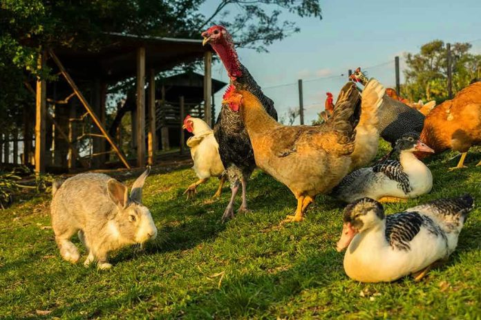 1834015795 Rabbit and various birds on the farm grass