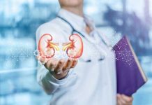 Person holding digital kidney illustration in hand