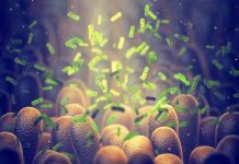 Green bacteria among intestine lining cells microscopic view