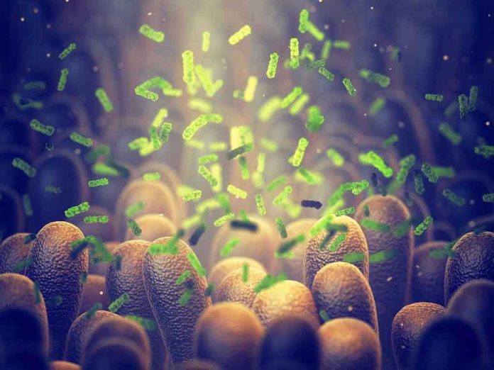 Green bacteria among intestine lining cells microscopic view