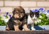 Media Elites BLAME Pets for Climate Chaos A puppy and a kitten sitting together in front of colorful flowers