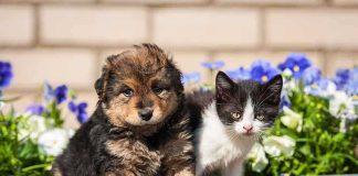 Media Elites BLAME Pets for Climate Chaos A puppy and a kitten sitting together in front of colorful flowers
