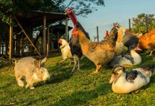 FELONY Chicken Thief Walks Almost FREE Rabbit and various birds on the farm grass