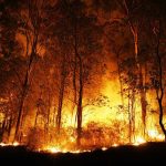 The South Is Burning — And Nobody’s Talking About It Forest engulfed in intense wildfire during nighttime.