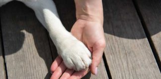 A human hand holding a dog's paw on a wooden surface