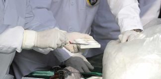 $290 Million in Cocaine Hidden Inside Bananas Scientists in lab coats handling white powder sample with tools