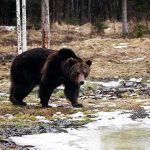 Brown bear walking near a partially frozen pond