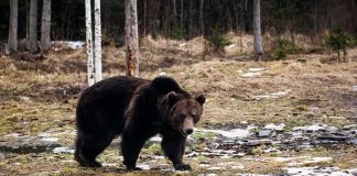 Brown bear walking near a partially frozen pond