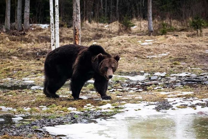 Brown bear walking near a partially frozen pond