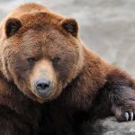 Grizzly bear resting a paw on a log