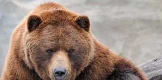 Grizzly bear resting a paw on a log