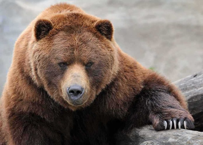 shutterstock_76495315 Grizzly bear resting a paw on a log