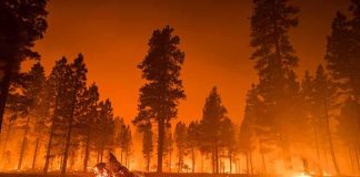 One Cigarette Sparks 1,000-Acre Disaster Wildfire burning through a pine forest at night