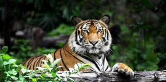 Man Enters Tiger Enclosure, Dies in Brutal Attack Tiger resting on a log in lush forest