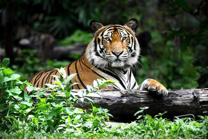 Tiger resting on a log in lush forest